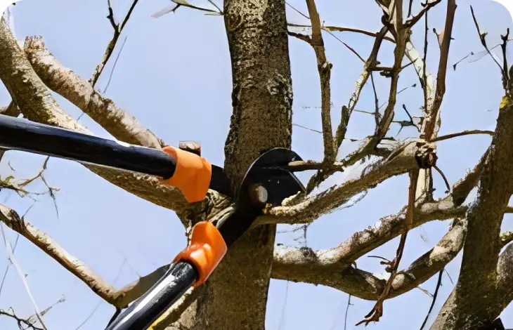 Pruning tree branches with orange-handled loppers on a sunny day.